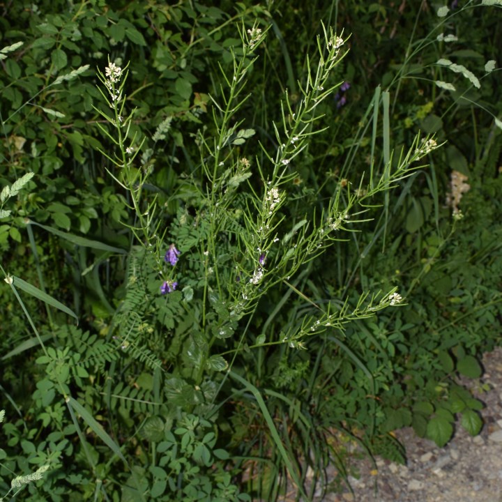 Brassicaceae: Barbarea vulgaris