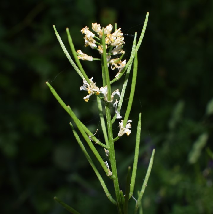 Brassicaceae: Barbarea vulgaris