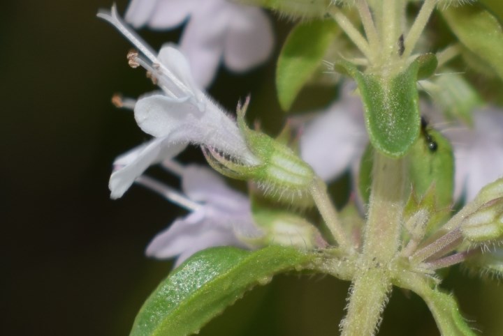 Che pianta �? Thymus sp.