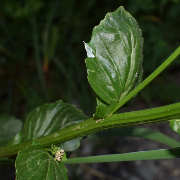 Brassicaceae: Barbarea vulgaris