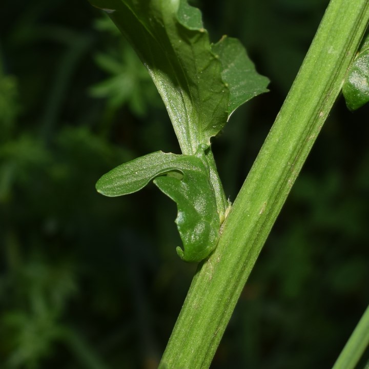 Brassicaceae: Barbarea vulgaris