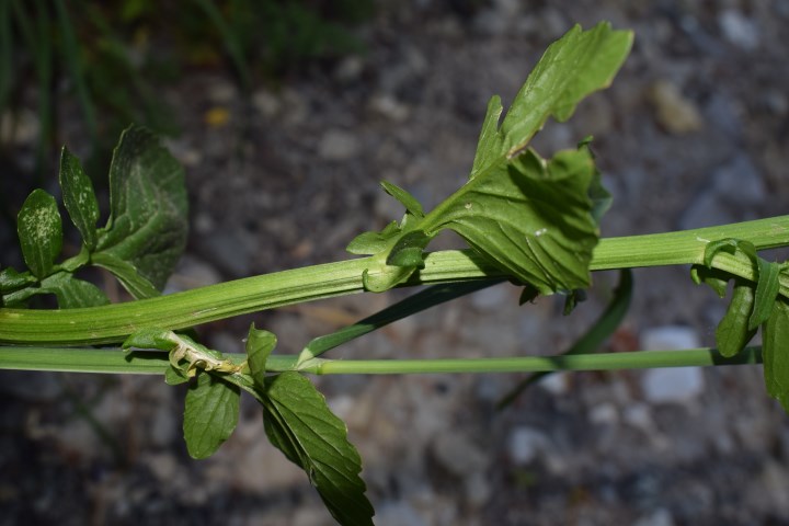 Brassicaceae: Barbarea vulgaris