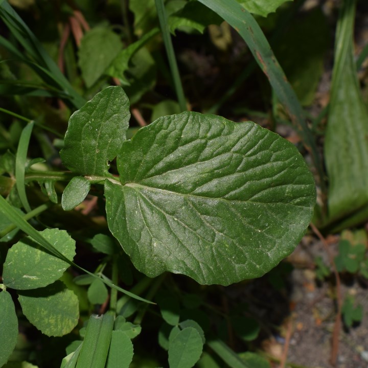 Brassicaceae: Barbarea vulgaris