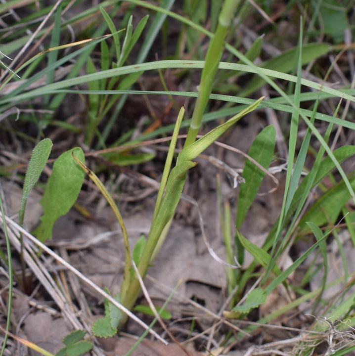 Orchidea da determinare:  Anacamptis coriophora fragrans