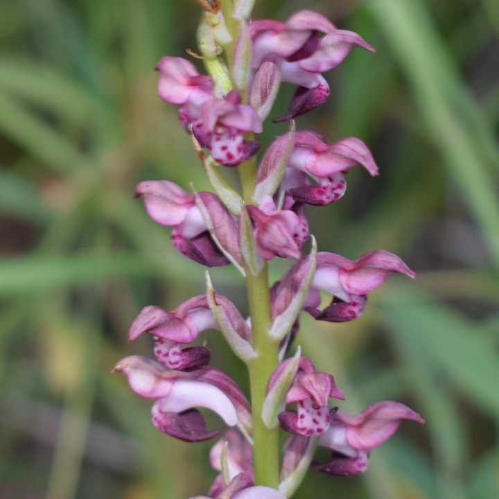 Orchidea da determinare:  Anacamptis coriophora fragrans