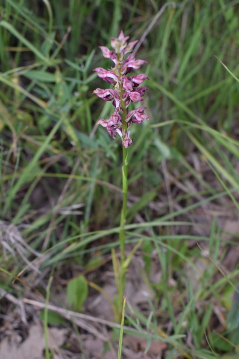 Orchidea da determinare:  Anacamptis coriophora fragrans