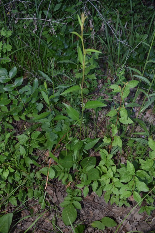 Che pianta ?  Serratula tinctoria (cfr.) - Asteraceae