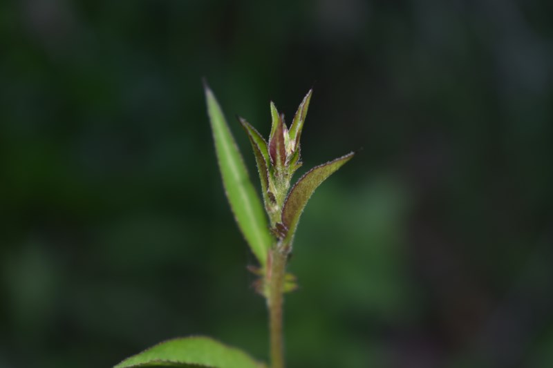 Che pianta �?  Serratula tinctoria (cfr.) - Asteraceae