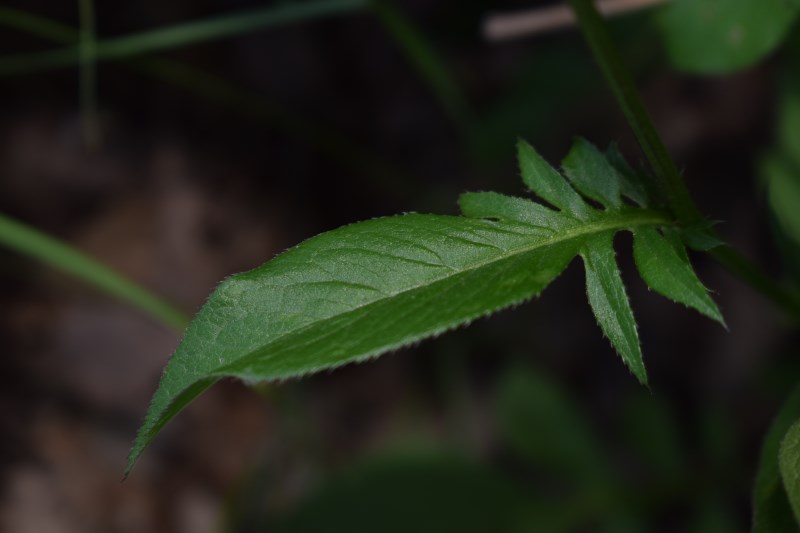 Che pianta �?  Serratula tinctoria (cfr.) - Asteraceae