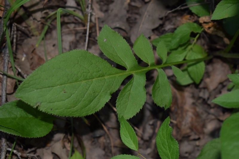 Che pianta �?  Serratula tinctoria (cfr.) - Asteraceae