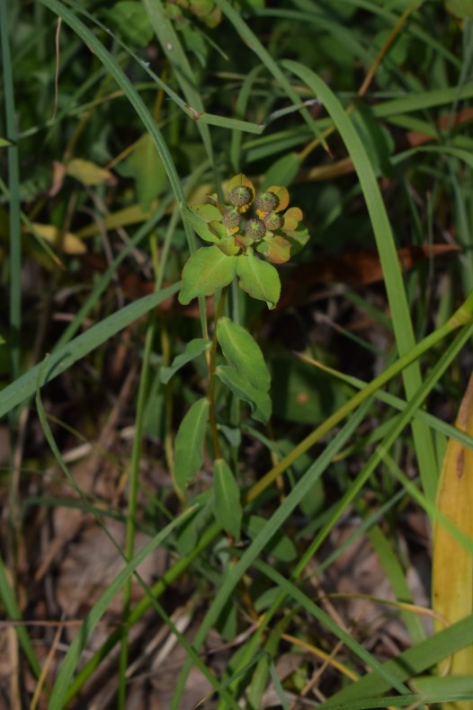 Euphorbia verrucosa / Euforbia verrucosa