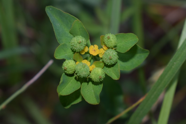 Euphorbia verrucosa / Euforbia verrucosa