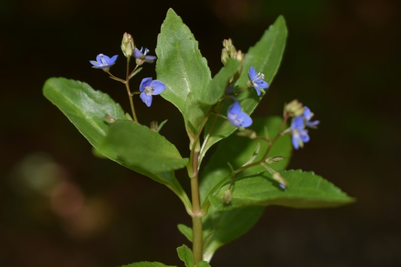 Veronica beccabunga