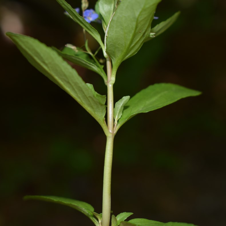 Veronica beccabunga