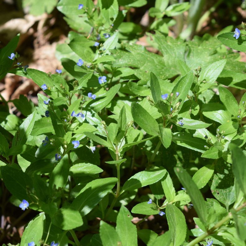 Veronica beccabunga