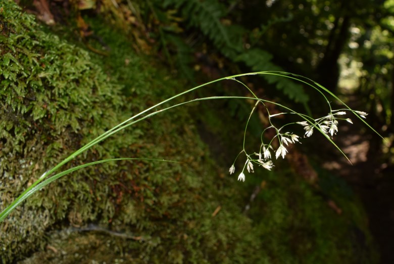 Poacea? No, Luzula cfr. pedemontana (Juncaceae)