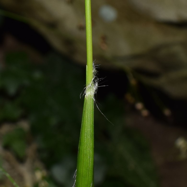 Poacea? No, Luzula cfr. pedemontana (Juncaceae)