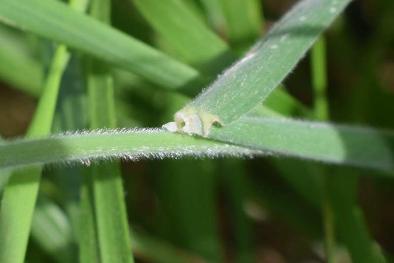 Poacea pelosa:  Holcus lanatus