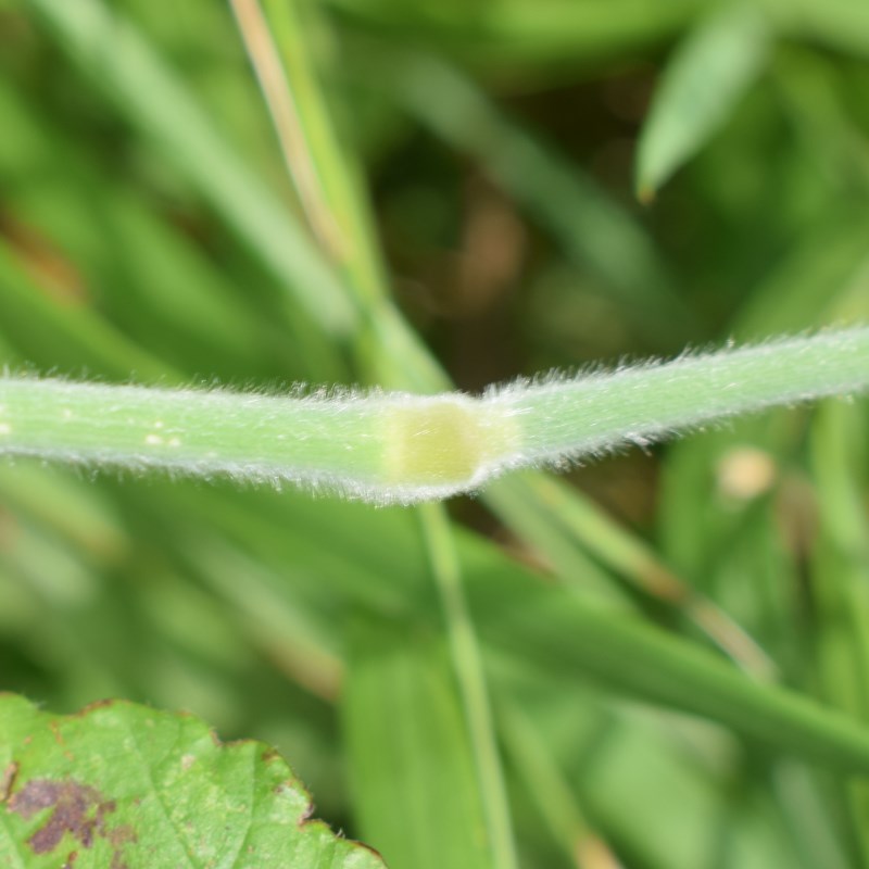 Poacea pelosa:  Holcus lanatus