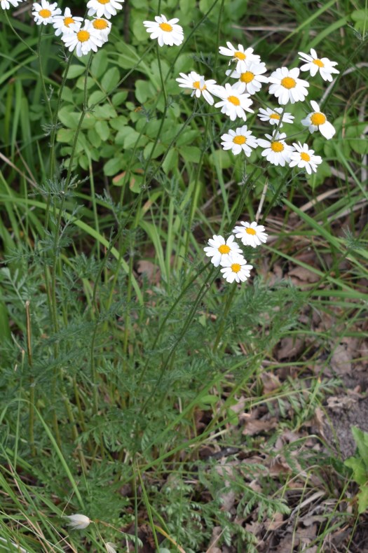 Asteracea - Tanacetum corymbosum