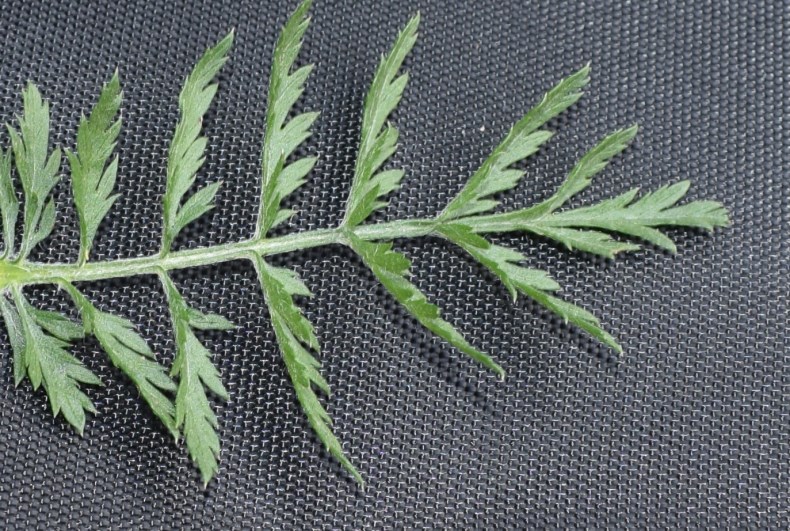 Asteracea - Tanacetum corymbosum