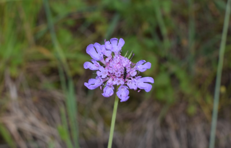 Quale scabiosa?