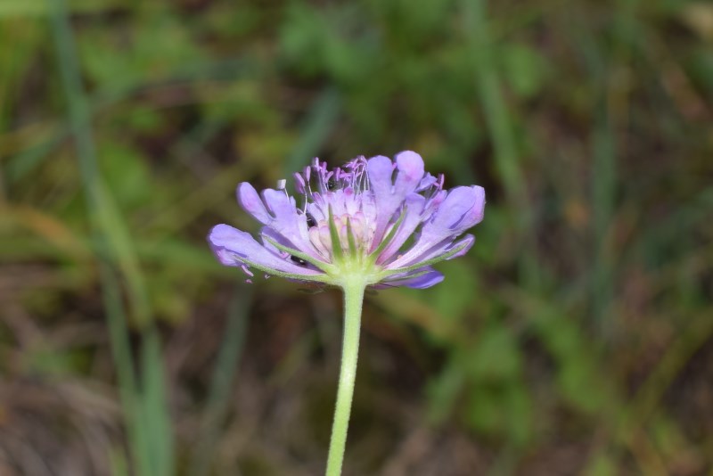 Quale scabiosa?