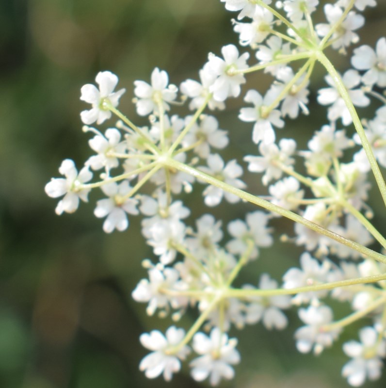 Apiaceae: Carum carvi (cfr.)