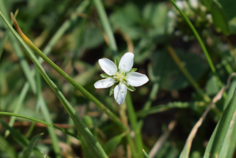 Sabulina verna (ex Minuartia verna)
