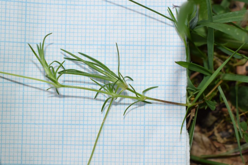Sabulina verna (ex Minuartia verna)