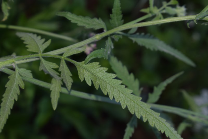 Torilis japonica (Apiaceae)