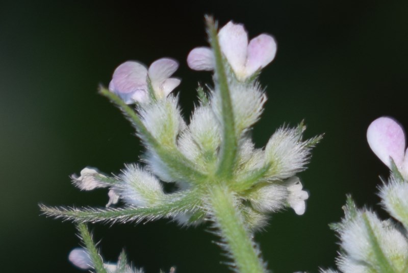 Torilis japonica (Apiaceae)