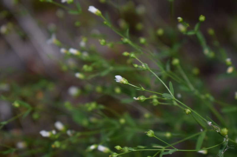 Linum catharticum / Lino purgativo