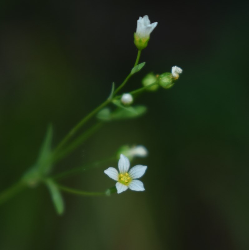 Linum catharticum / Lino purgativo