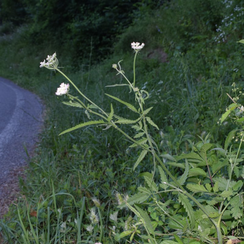 Torilis japonica (Apiaceae)