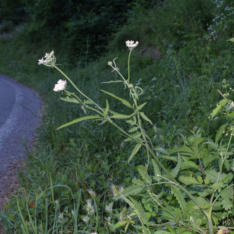 Torilis japonica (Apiaceae)