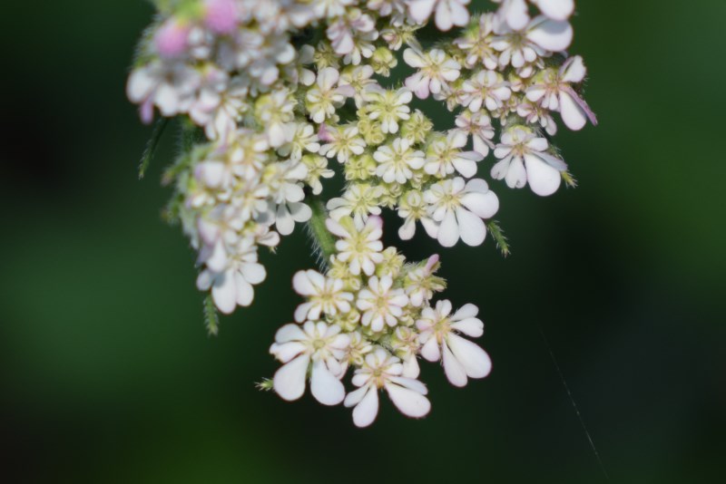 Torilis japonica (Apiaceae)