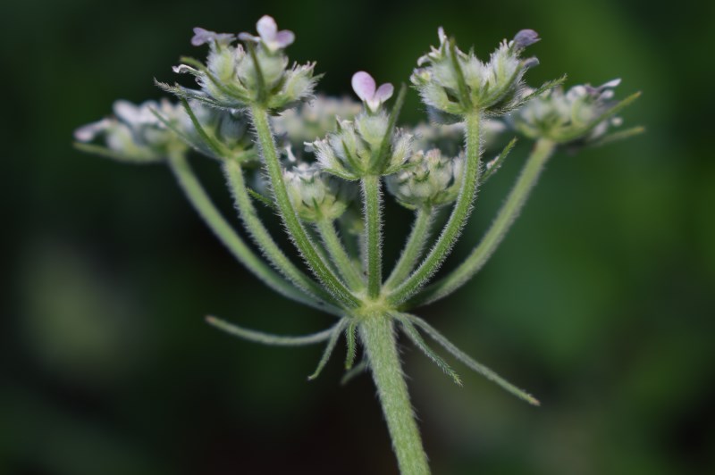 Torilis japonica (Apiaceae)