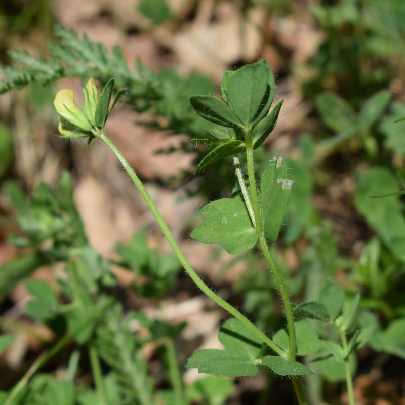 Lotus corniculatus