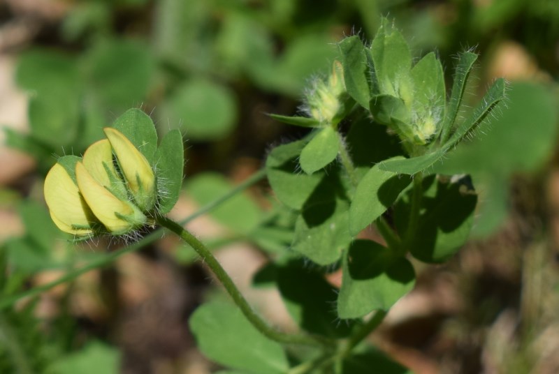 Lotus corniculatus