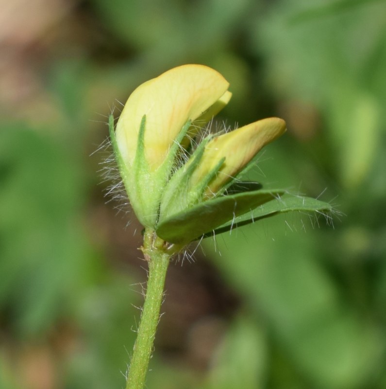 Lotus corniculatus