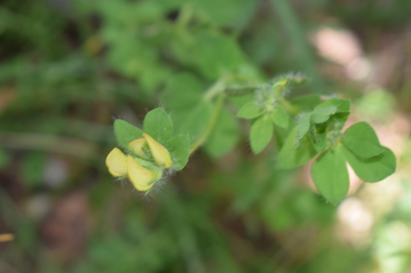 Lotus corniculatus