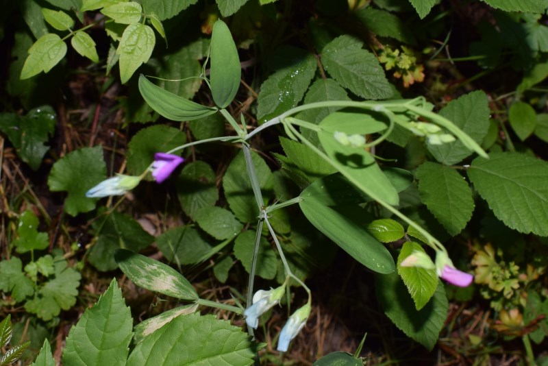 Lathyrus hirsutus