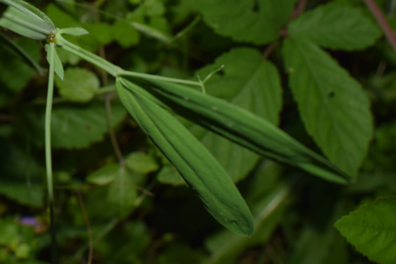 Lathyrus hirsutus