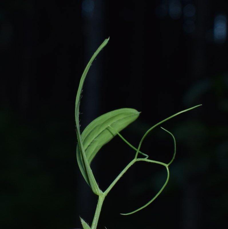 Lathyrus hirsutus