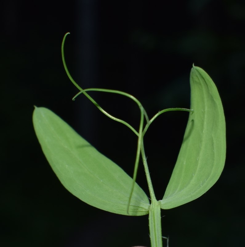 Lathyrus hirsutus