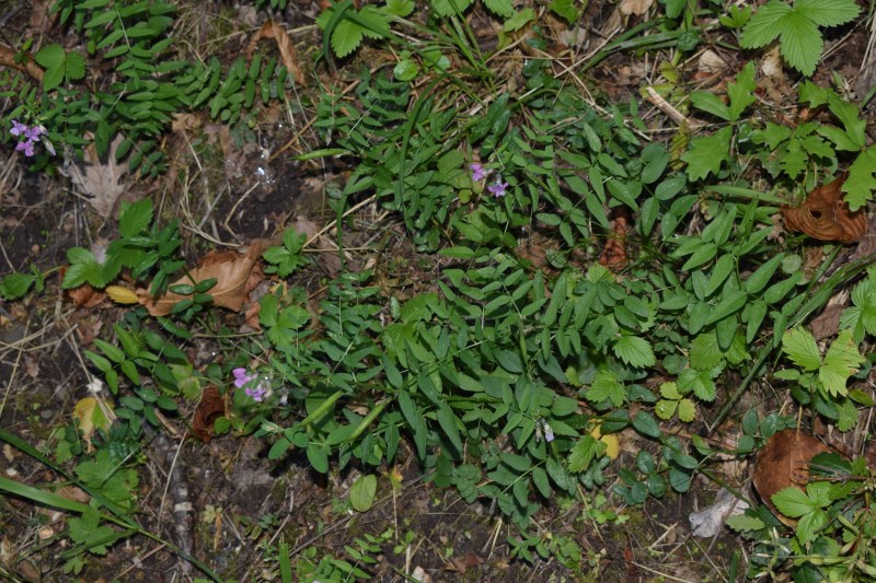 Vicia pannonica