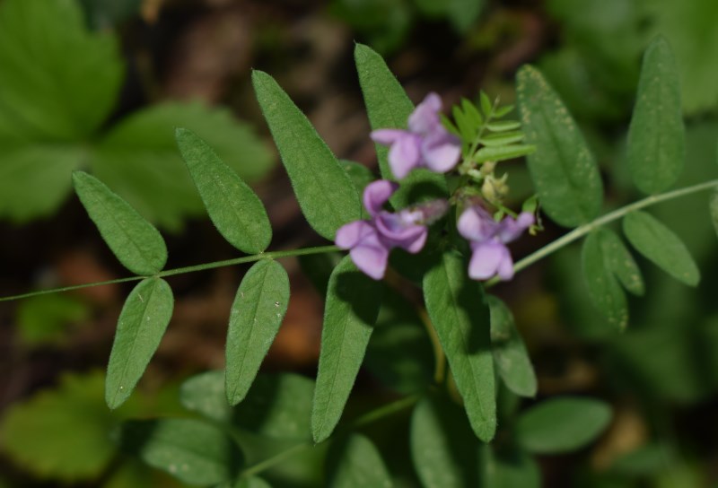 Vicia pannonica