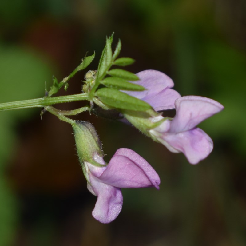 Vicia pannonica