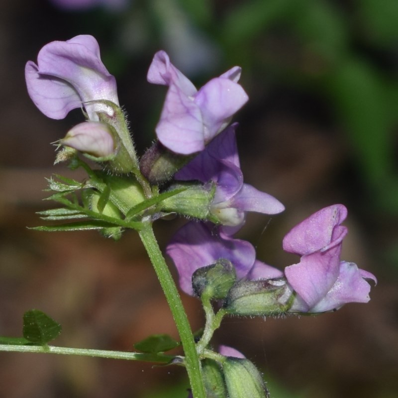 Vicia pannonica